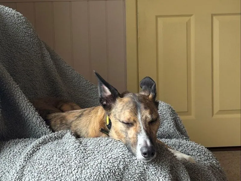 Rocket – Photo 1 of 16