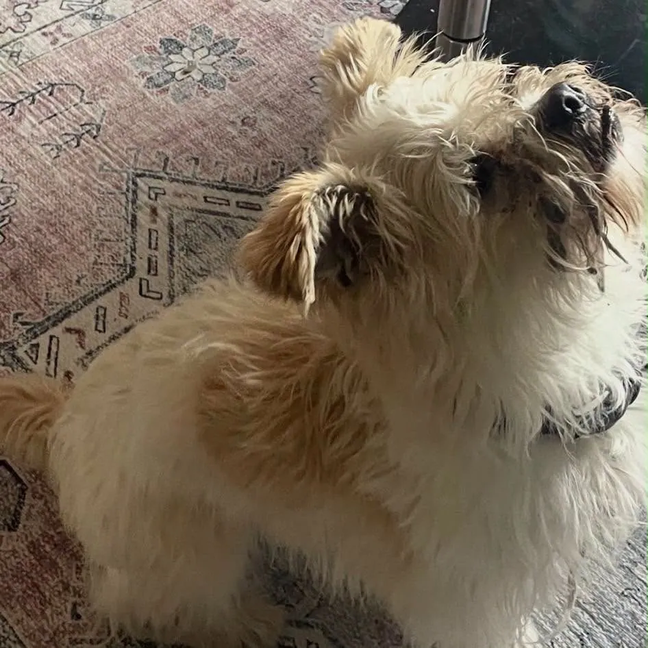 Bailey – Photo 1 of 4