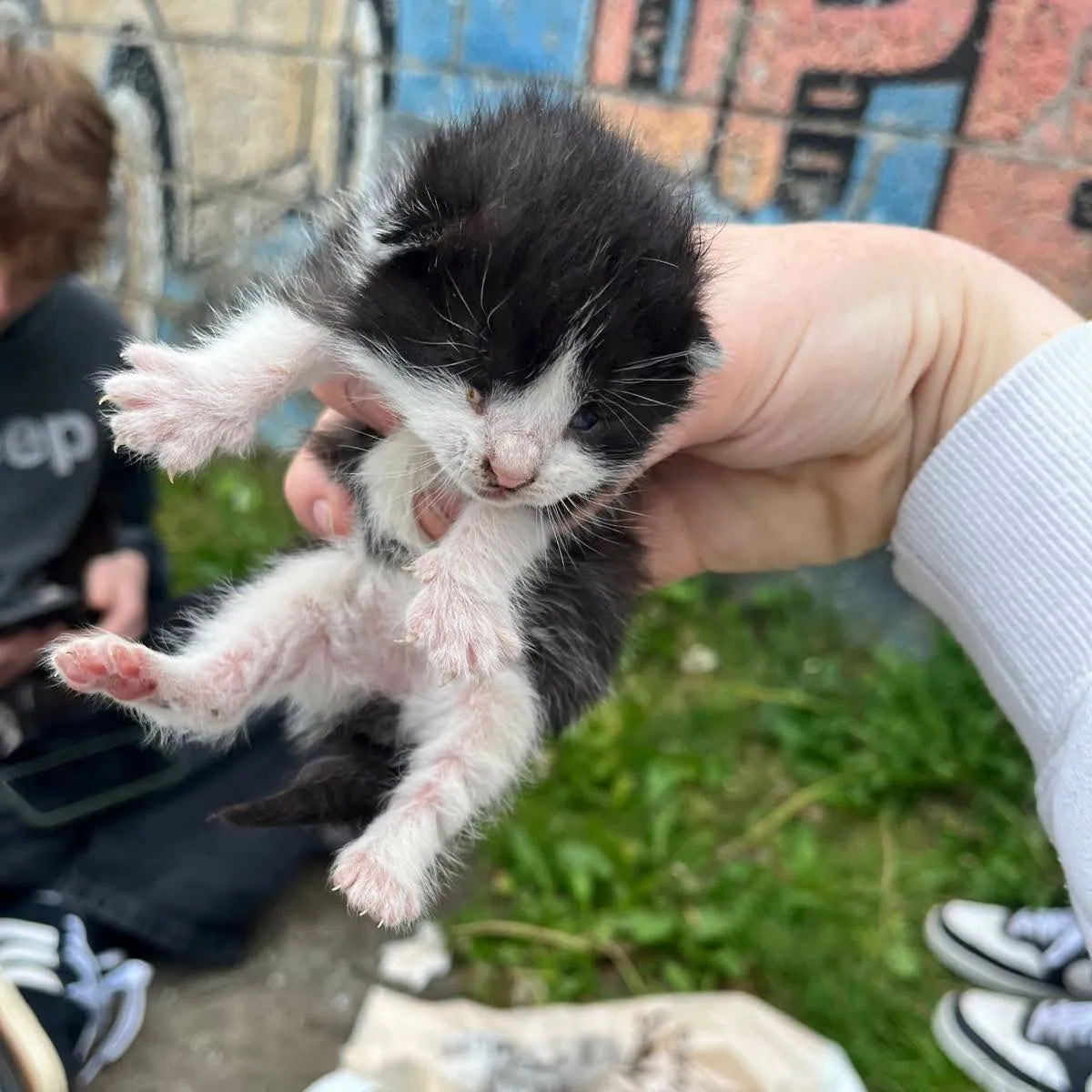 Litter of 6 (Cat) – Photo 1 of 5