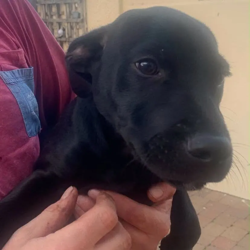 Unnamed Staffie x Cocker Spaniel – Photo 1 of 5