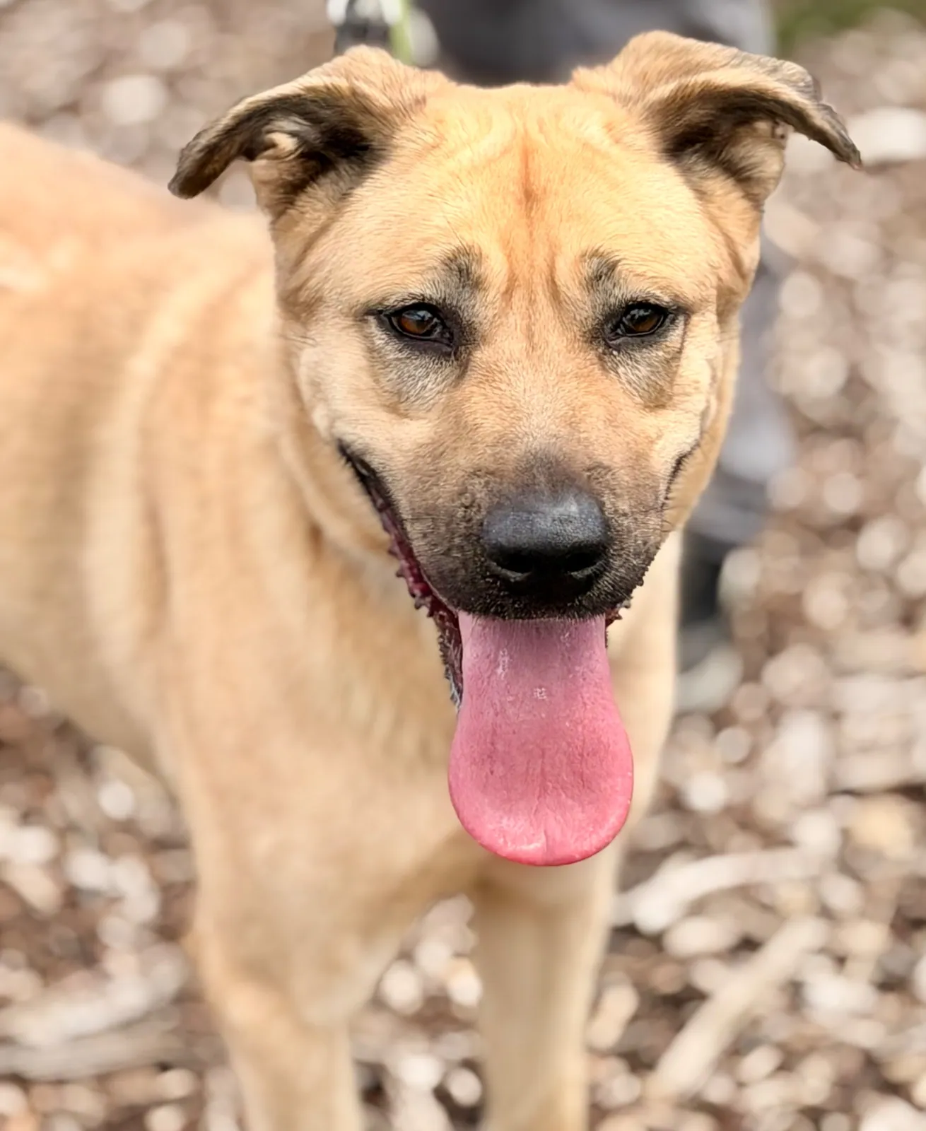 Nala – Photo 1 of 1