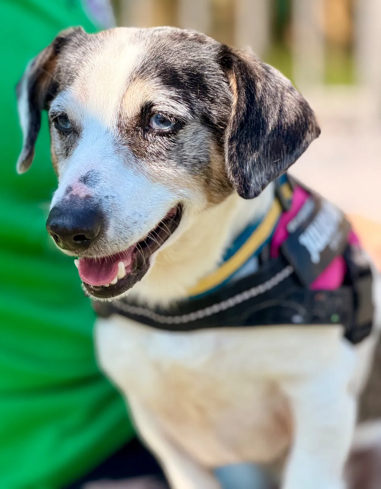 Scrappy – Photo 1 of 1