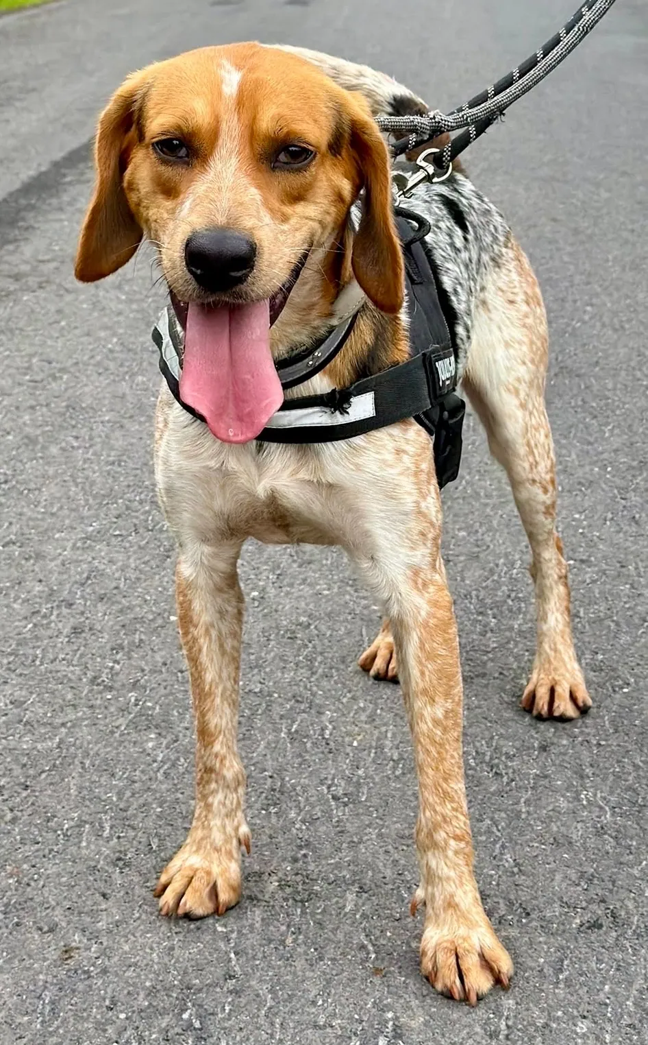 Buddy – Photo 1 of 1