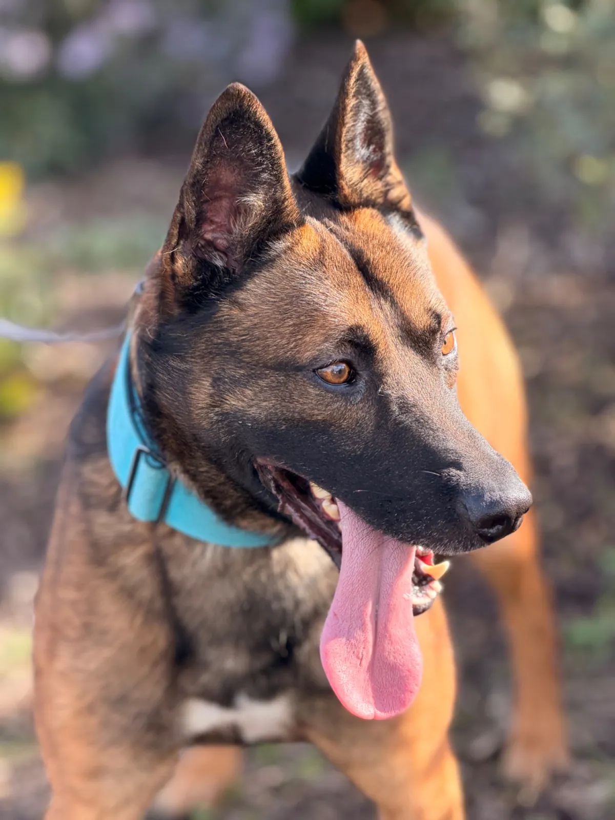 Duke – Photo 1 of 1