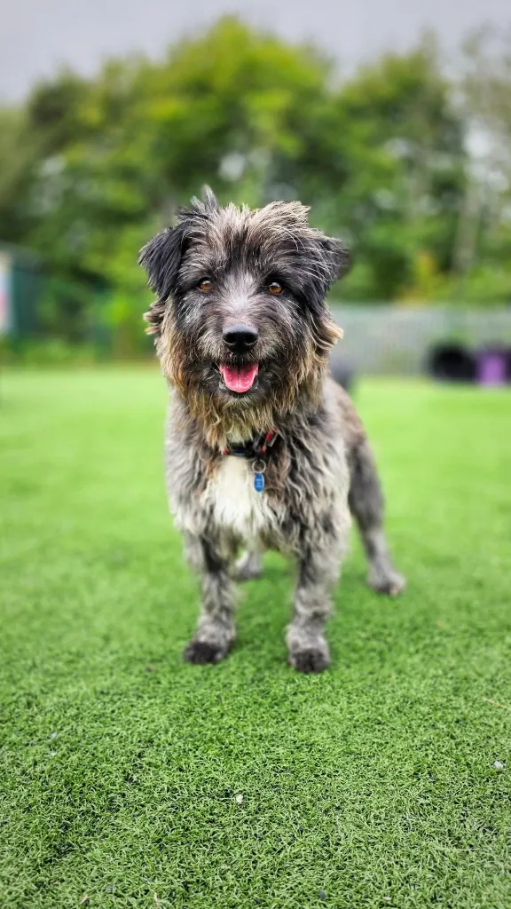 Max – Photo 1 of 6