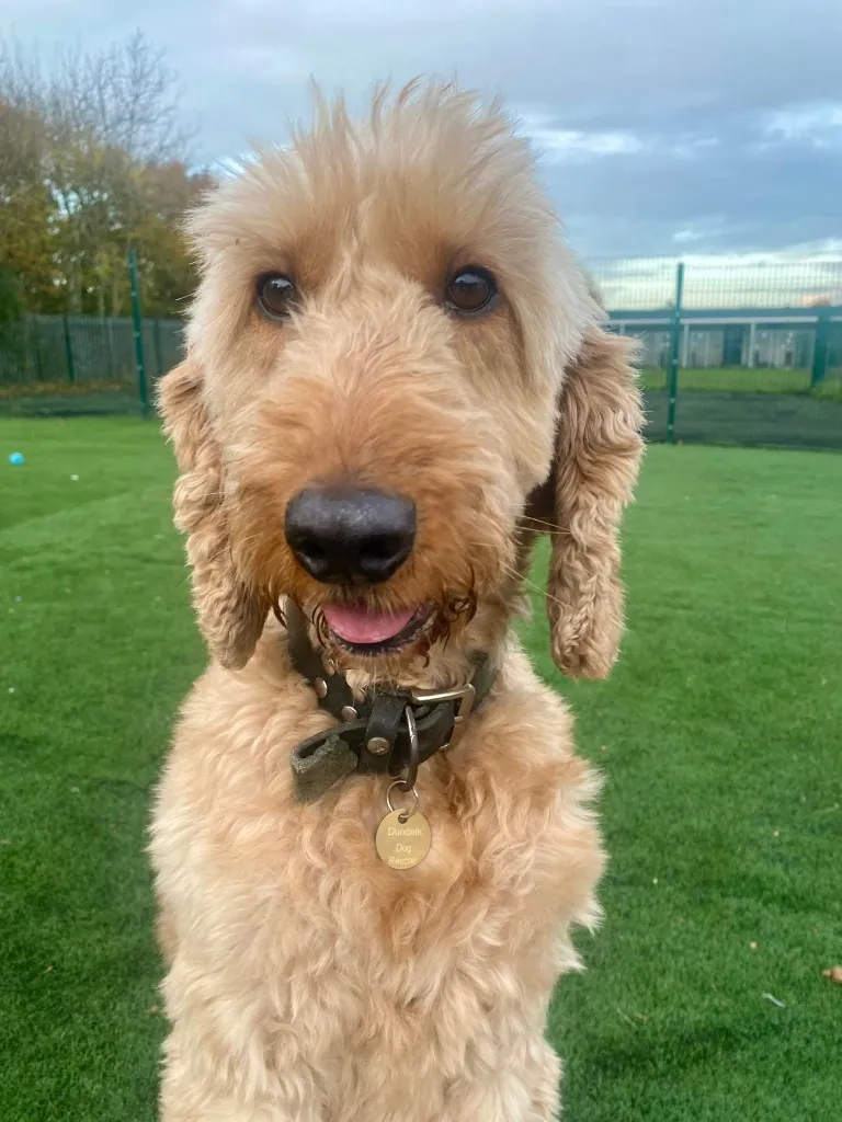 Buddy – Photo 1 of 7