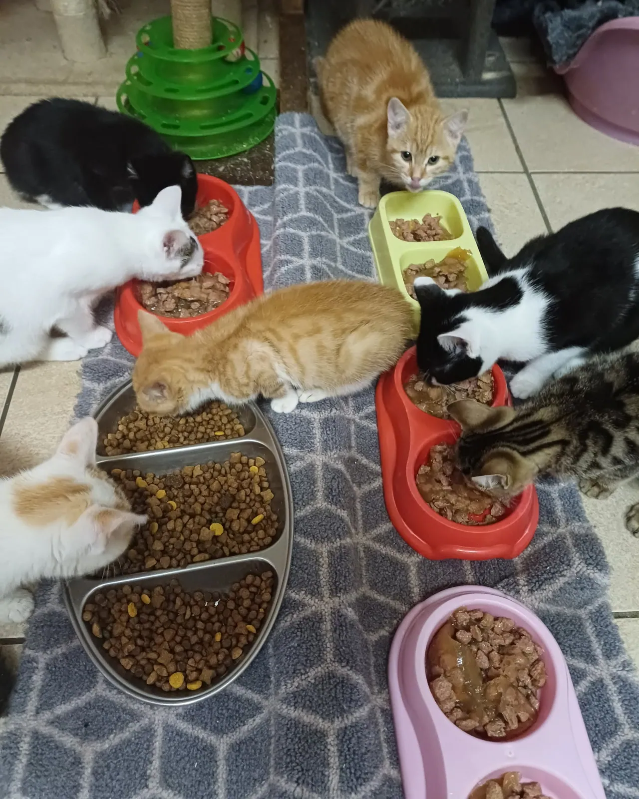 Unnamed Cat – Photo 1 of 3