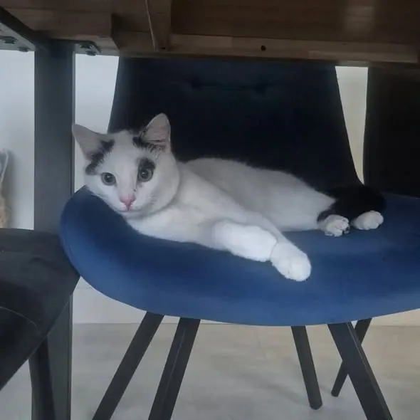 Oreo – Photo 1 of 3