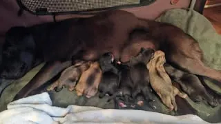 Litter of 8 (Heinz 57 (mixed)) – Photo 1 of 4