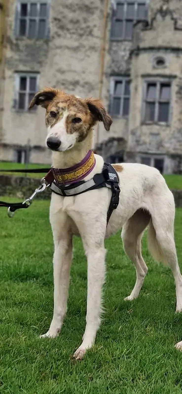Sighthounds – Photo 1 of 15