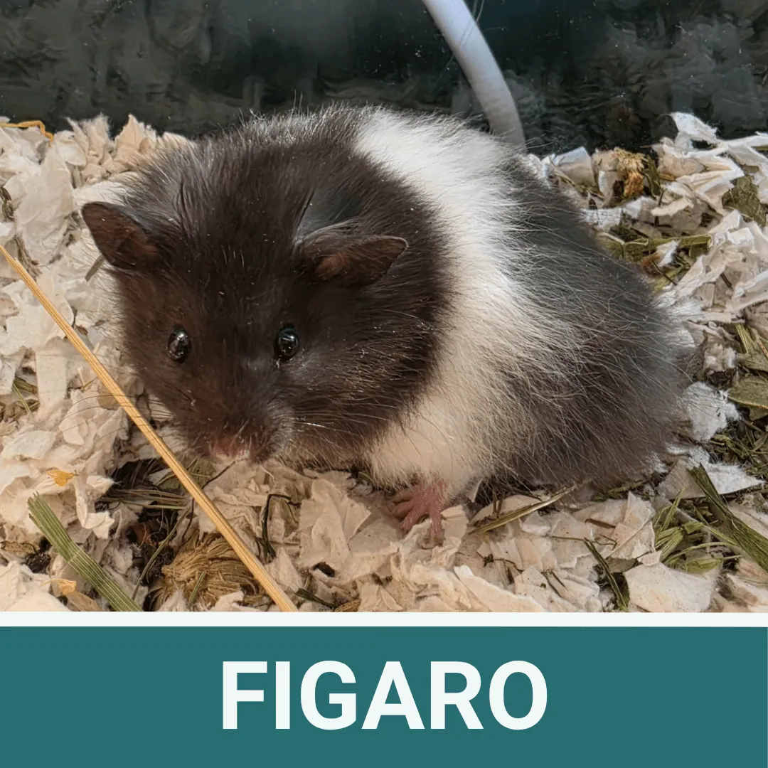 Fig – Photo 1 of 1