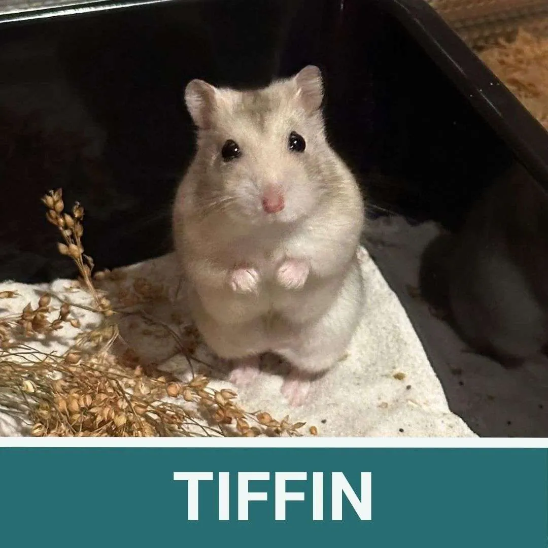 Tiffin – Photo 1 of 1