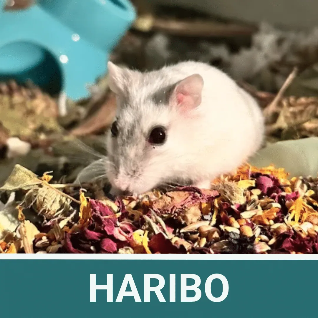 Haribo – Photo 1 of 1