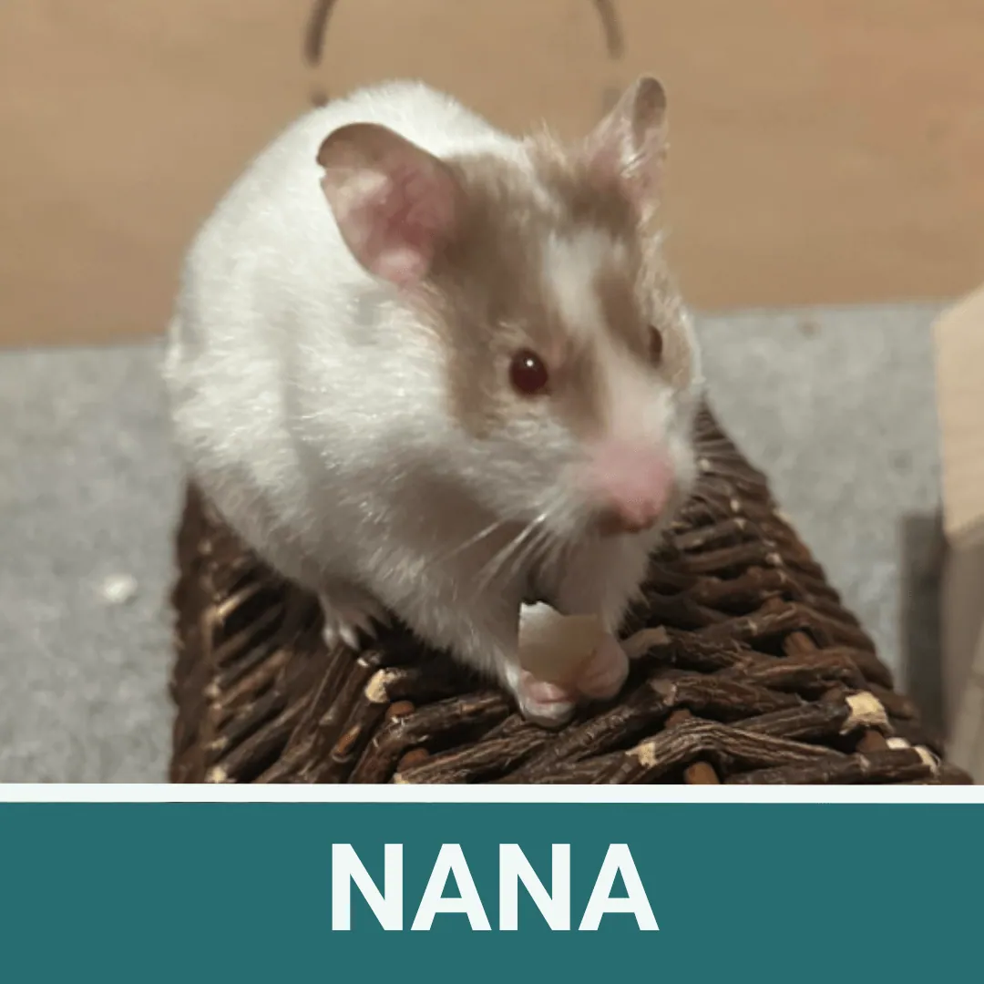 Nana – Photo 1 of 1