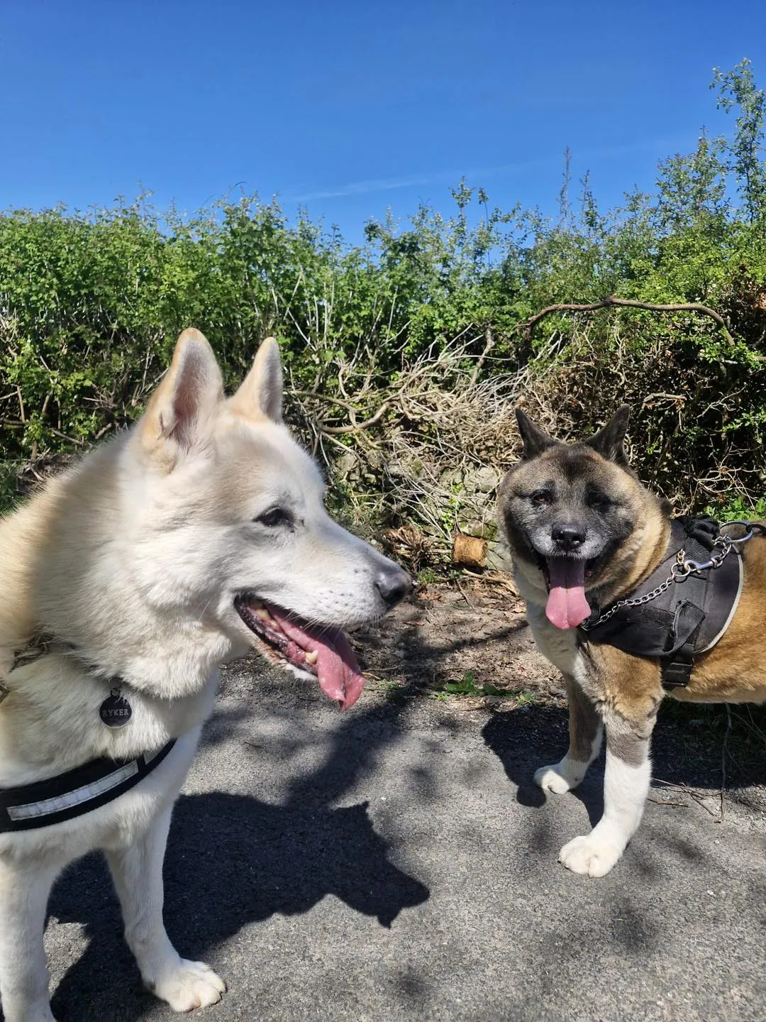 Ryker / Ralph – Photo 1 of 3
