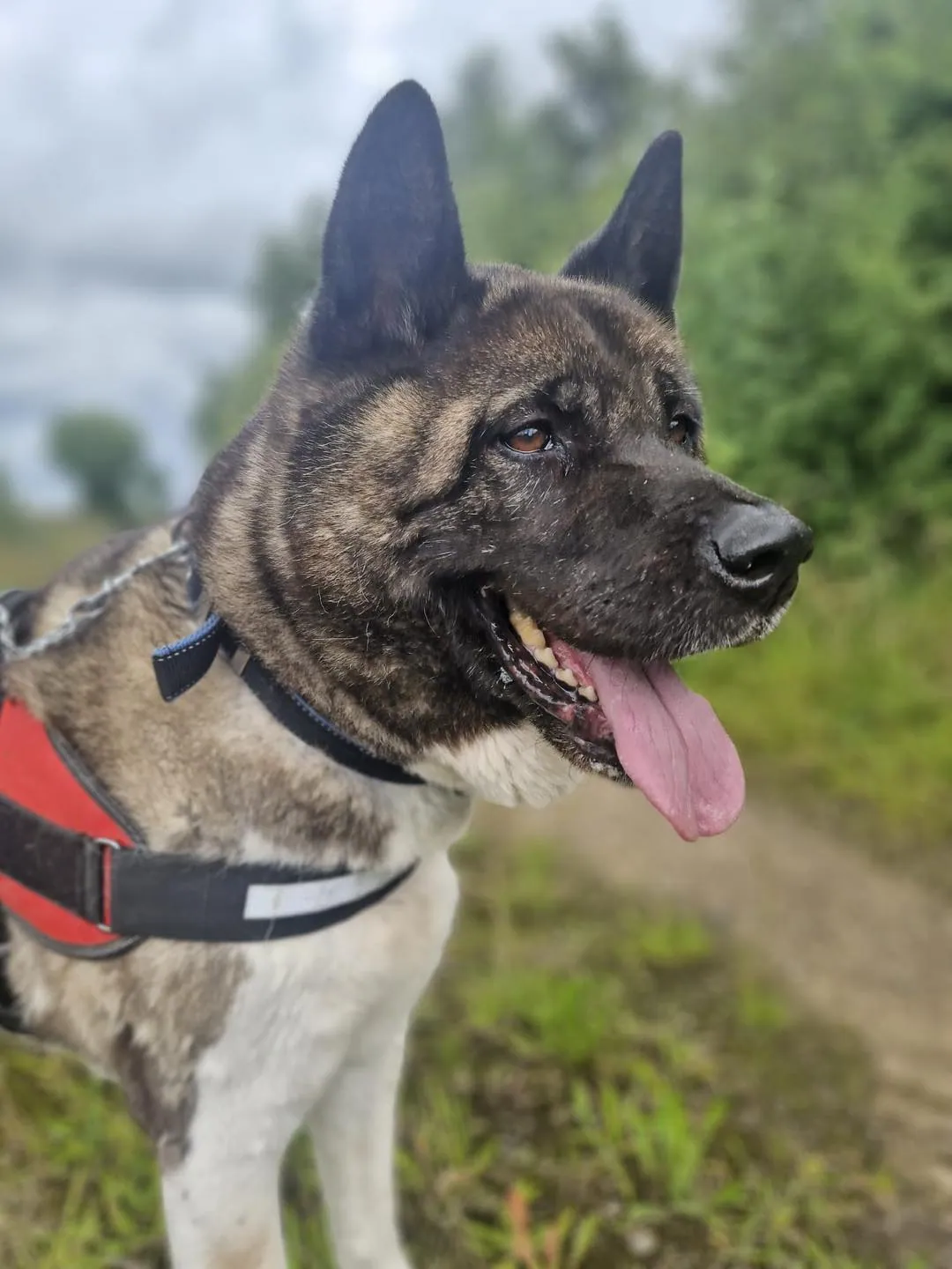 Drago – Photo 1 of 3