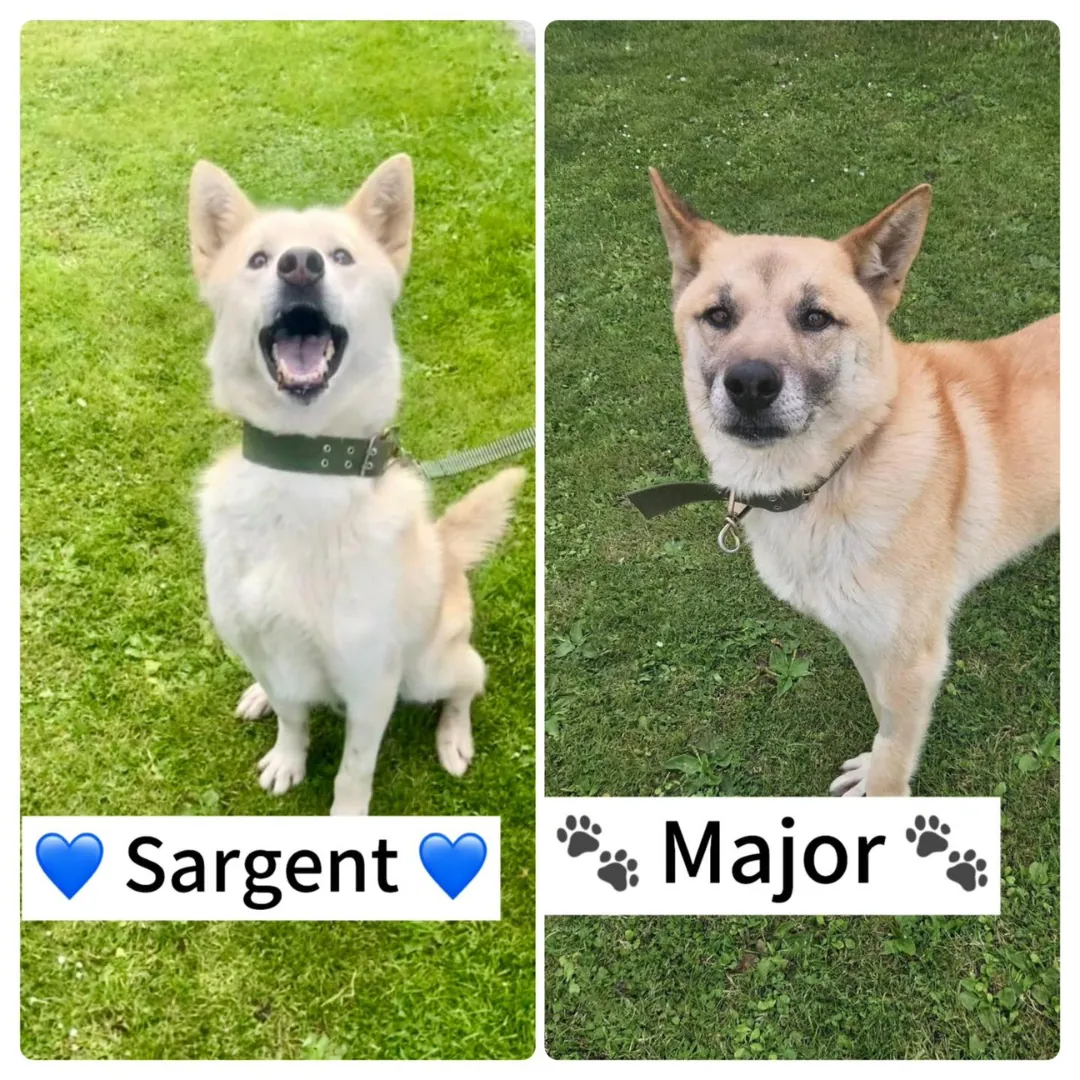 Sargent / Major – Photo 1 of 3