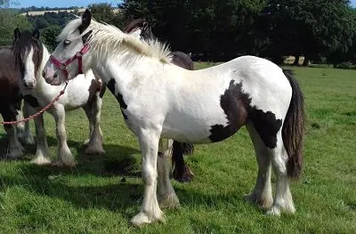 Coloured cobs 1 -3 years old – Photo 1 of 1