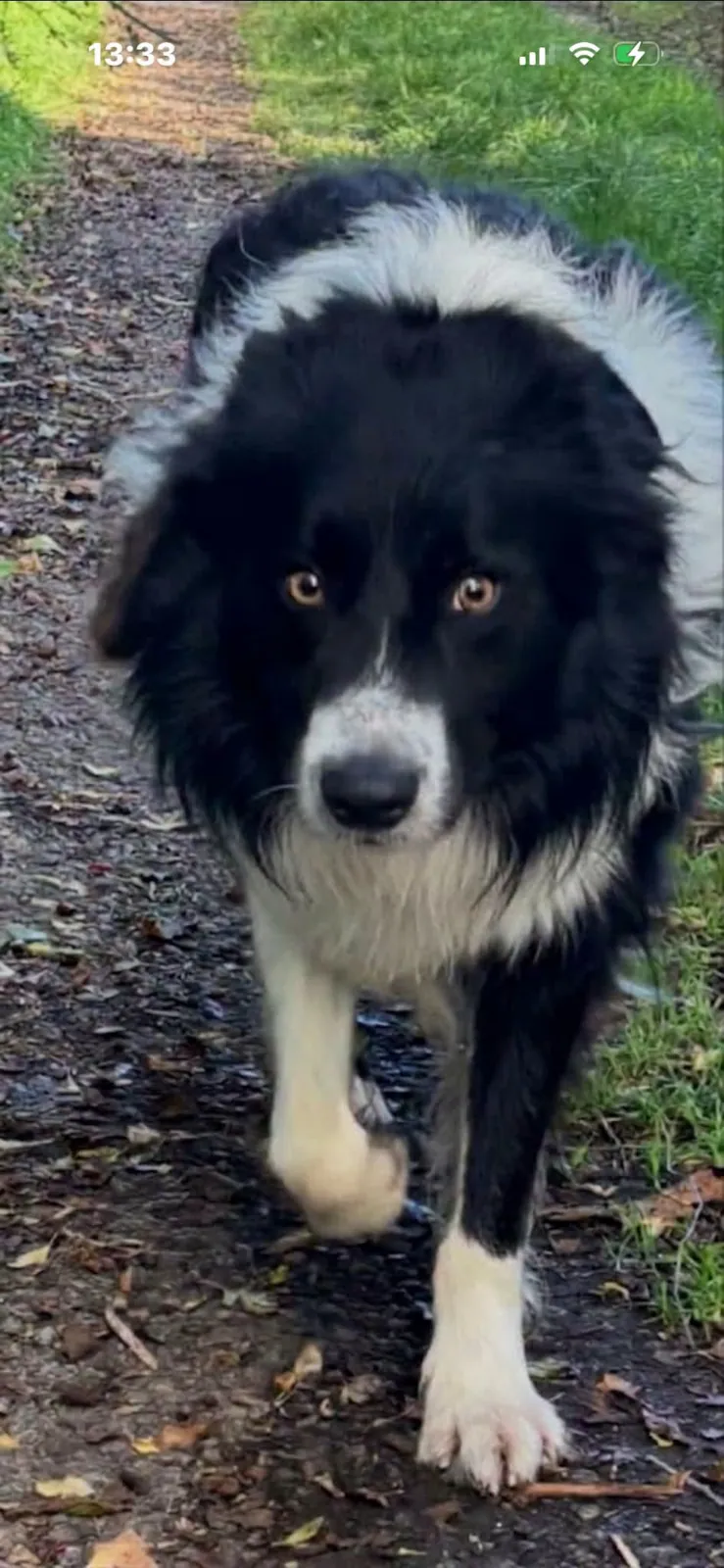 Shep