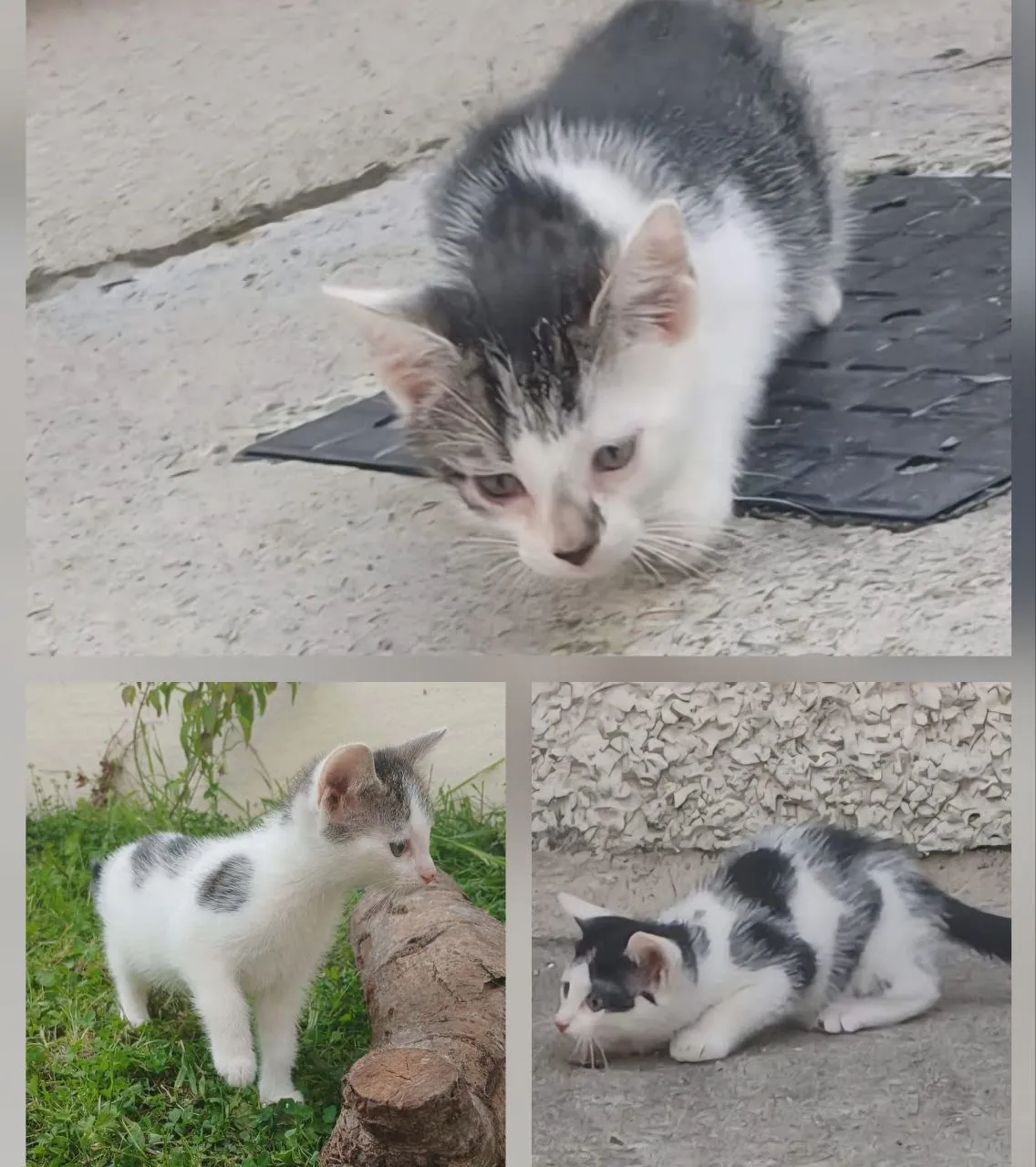 Three Kittens – Photo 1 of 4