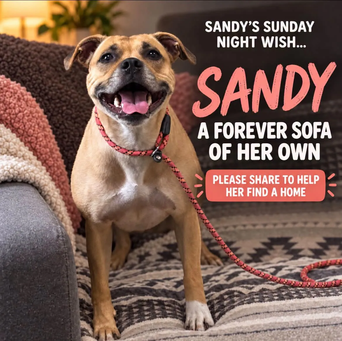 Sandy – Photo 1 of 1