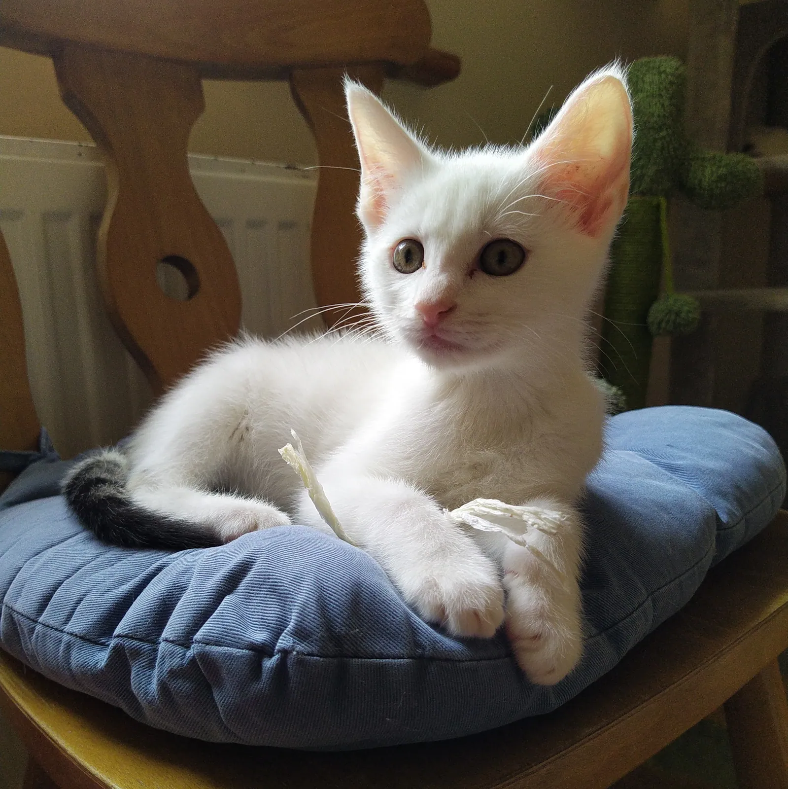 Rory – Photo 1 of 1