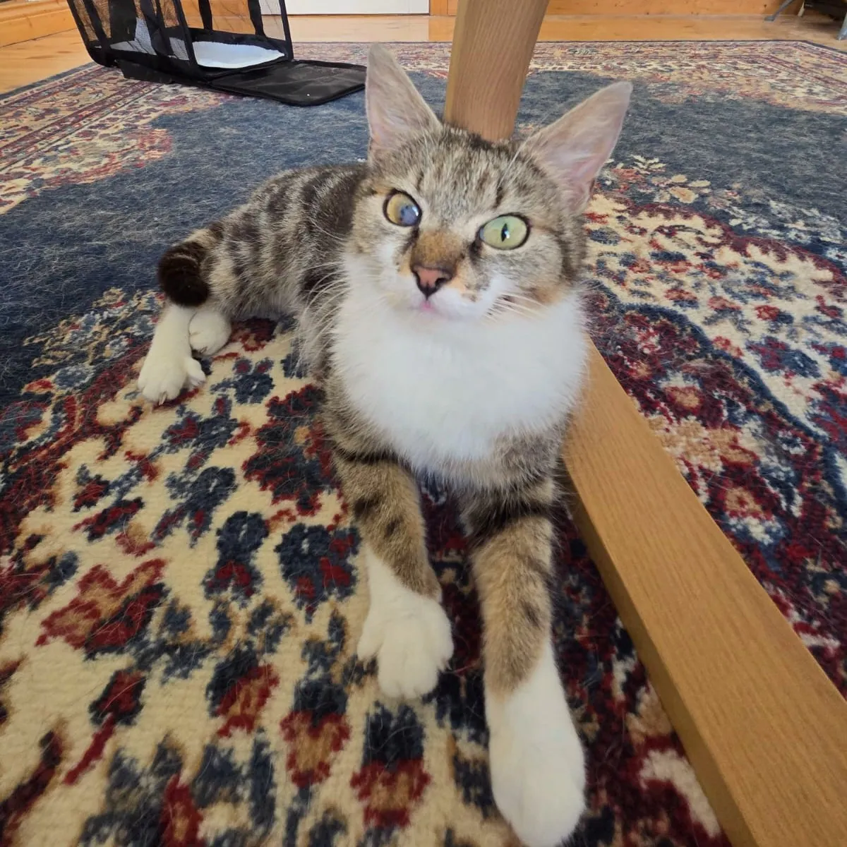 Wendy – Photo 1 of 1