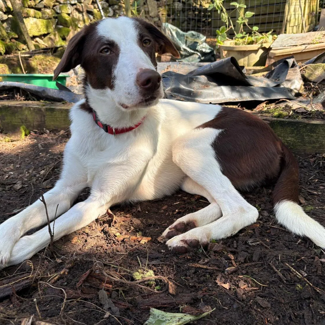 brown and white dog called Peppa