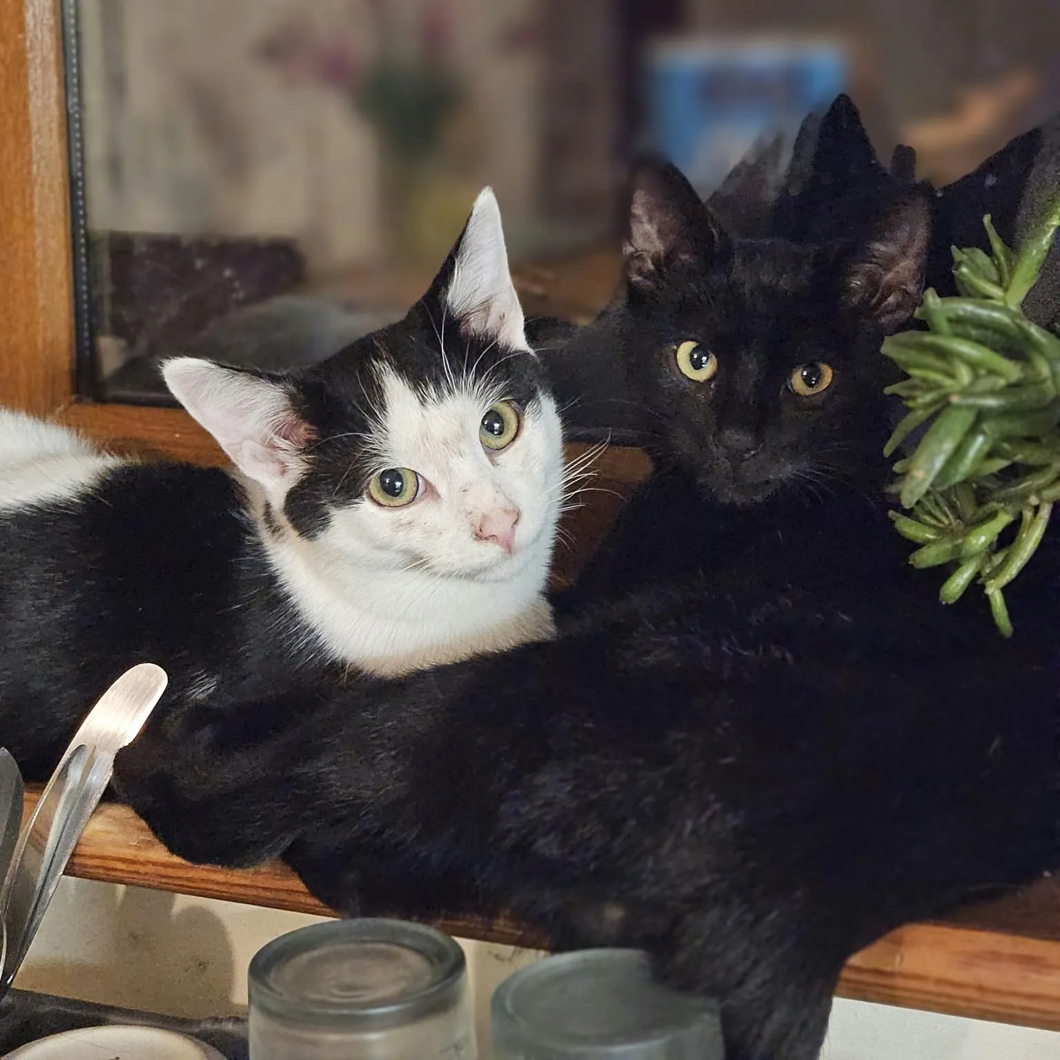 Banksy & Shadow – Photo 1 of 1