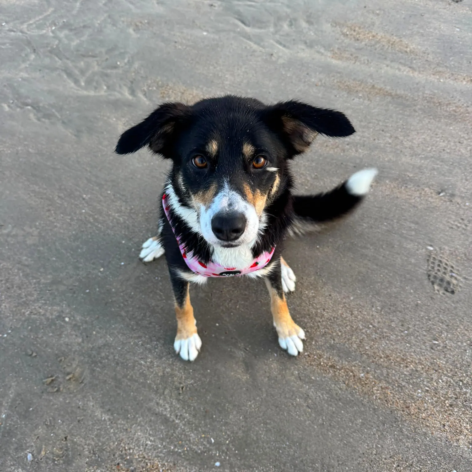 tricolour collie called Bailey