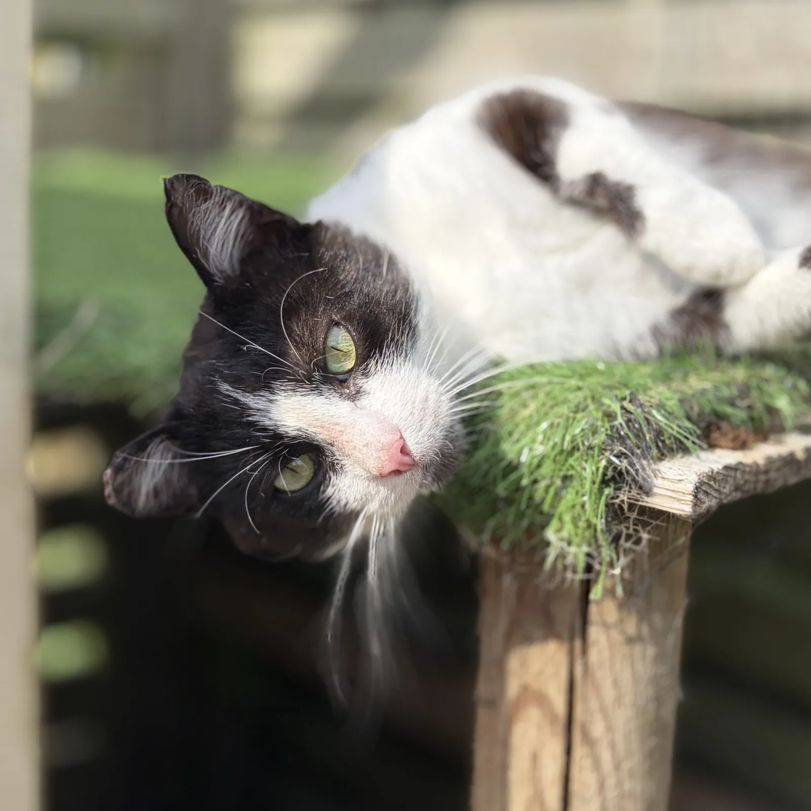 Carl – Photo 1 of 3