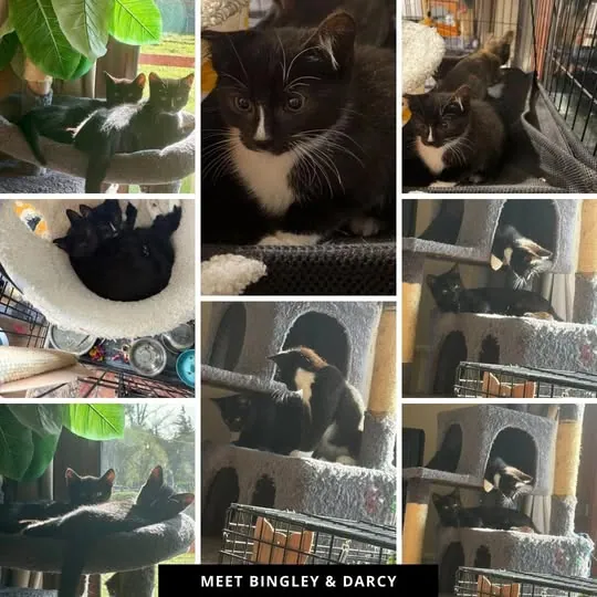 Bingley & Darcy – Photo 1 of 1