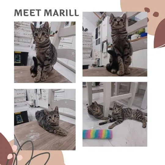 Marill – Photo 1 of 1