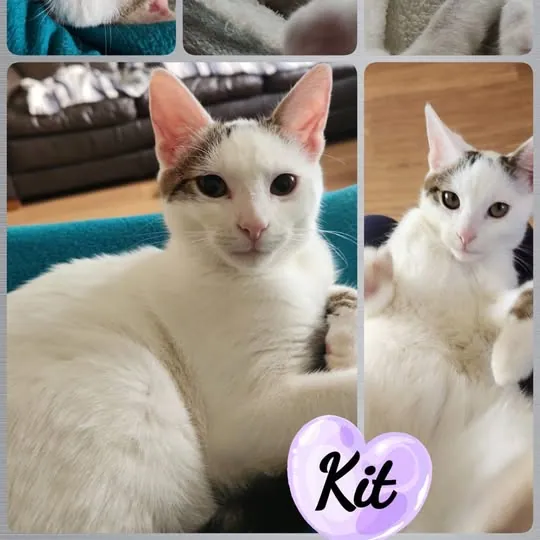 Kit – Photo 1 of 1