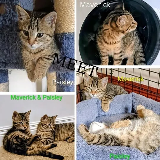 Paisley & Maverick – Photo 1 of 1
