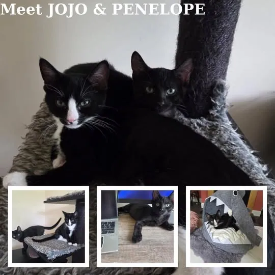Jojo & Penelope – Photo 1 of 1