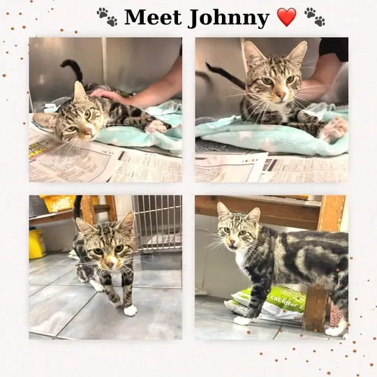Johnny – Photo 1 of 1