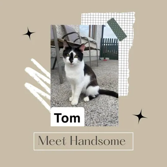 Tom – Photo 1 of 1