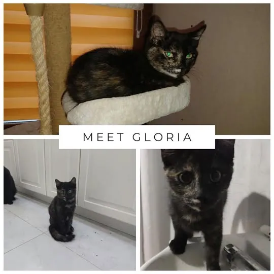 Gloria – Photo 1 of 1