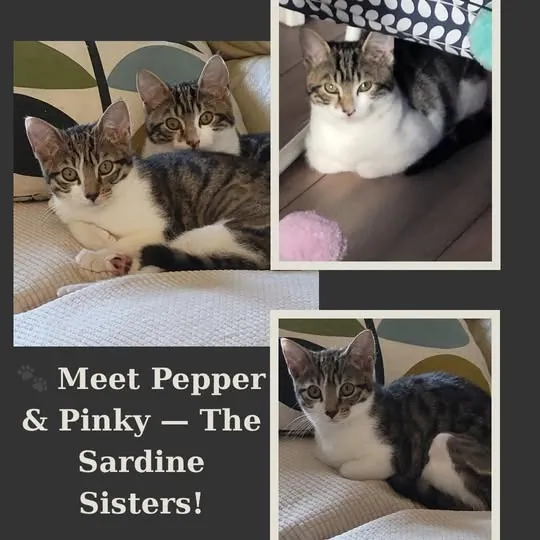 Pepper & Pinky – Photo 1 of 1