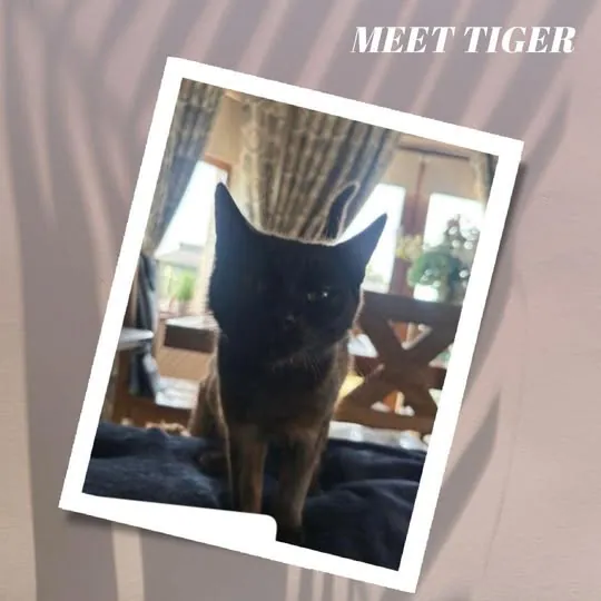Tigger – Photo 1 of 1