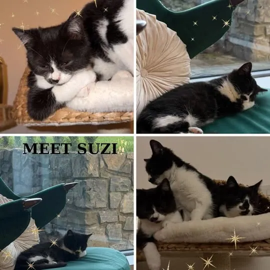 Suzi