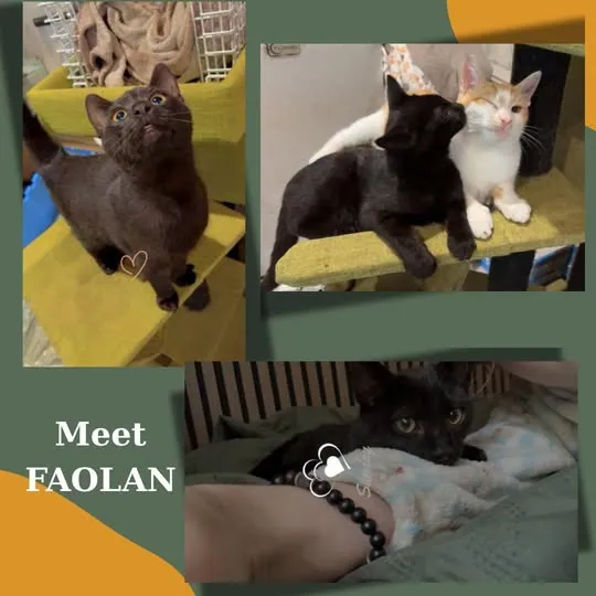 Faolan – Photo 1 of 1
