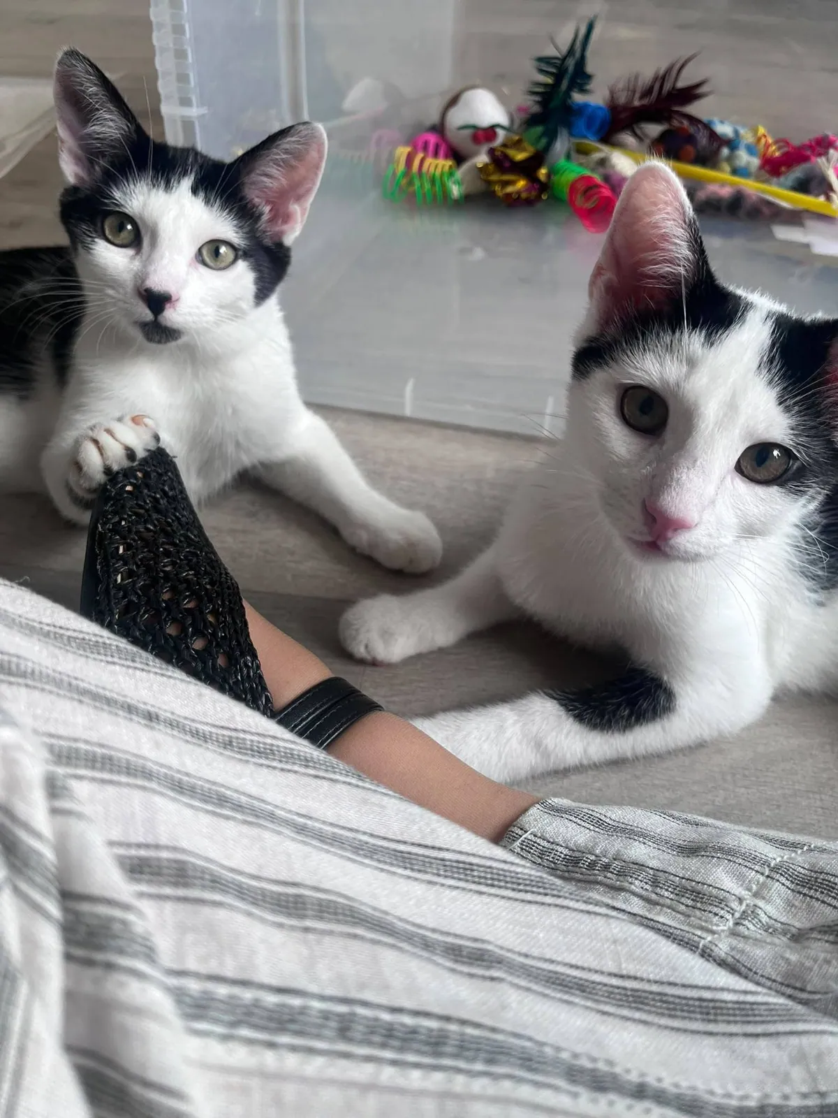 Frankie – Photo 1 of 2