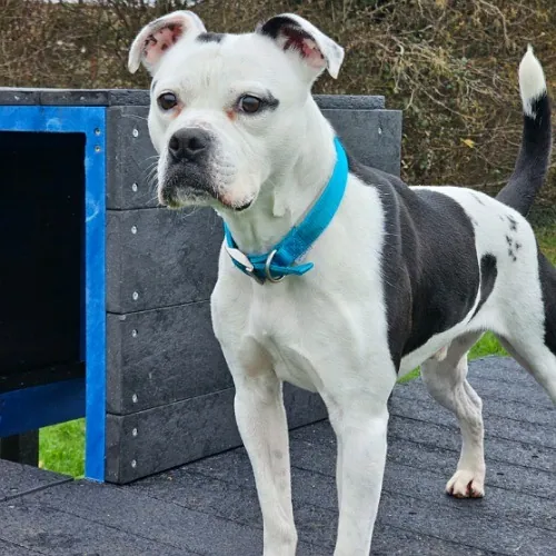 Chance – Photo 1 of 8