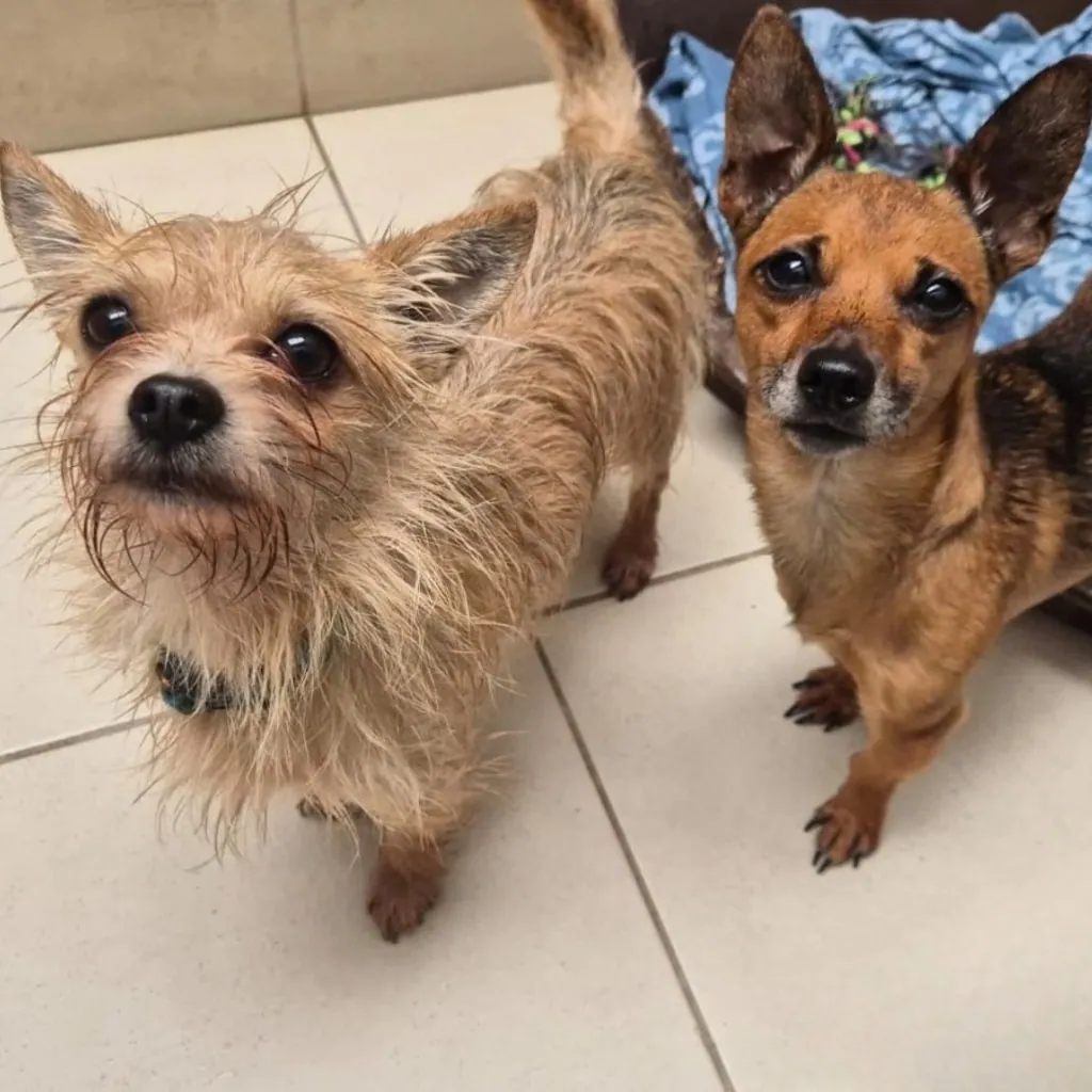 Jake & Toby – Photo 1 of 3