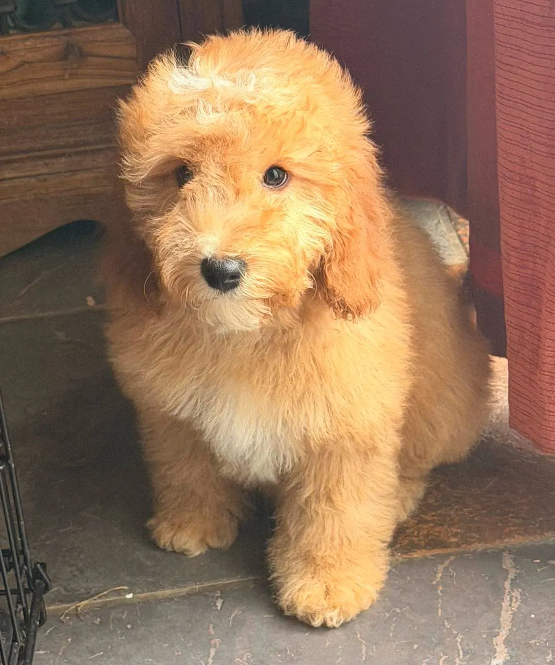 Baby Bear – Photo 1 of 5