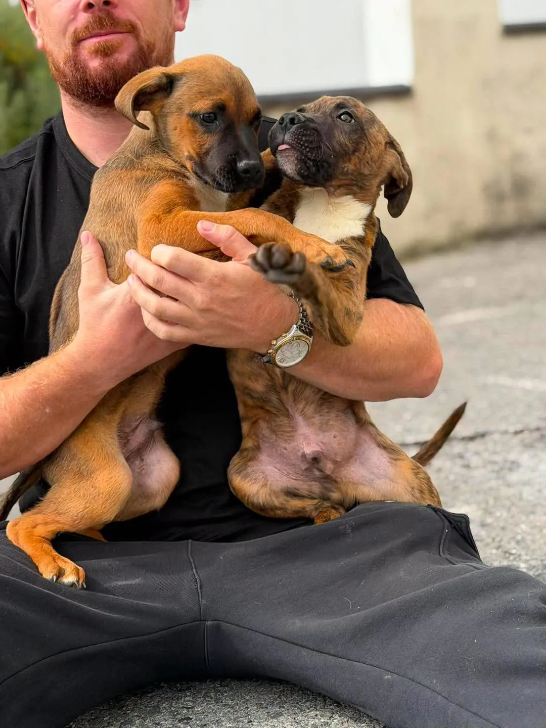 Group of 3 (x breed) – Photo 1 of 5