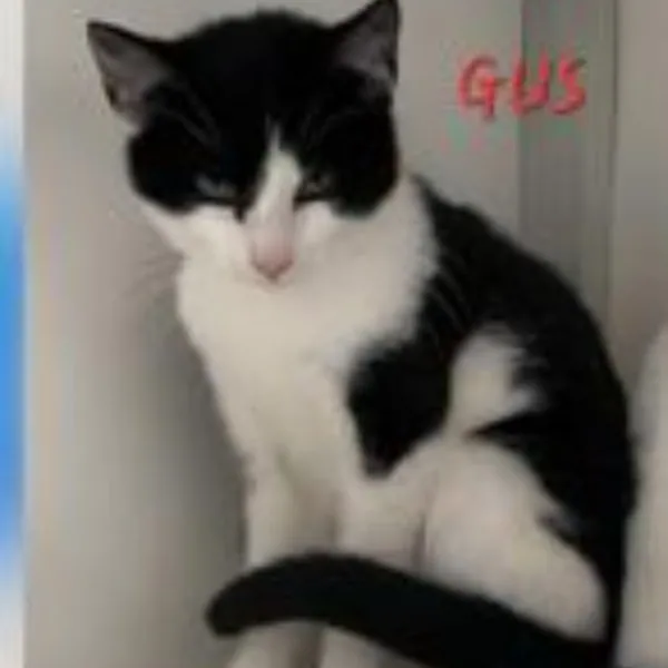Gus – Photo 1 of 1