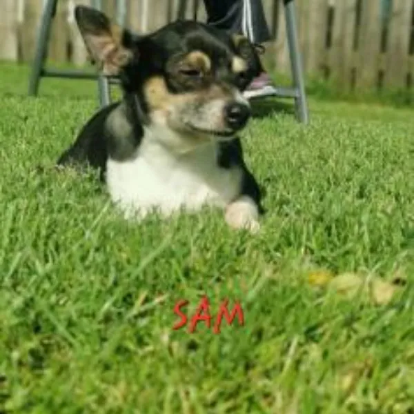 Sam – Photo 1 of 1